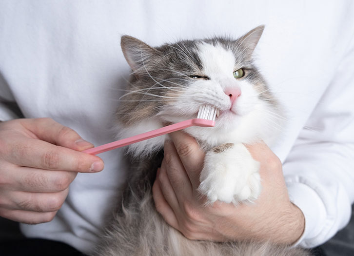 Kindred Spirits Veterinary Hospital